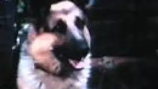 Chips the War Dog - Firefly