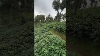 Cardamom plantation 🍂🍃#cardamom #kerala #idukki #nature #mumbai #nature #trending #bangalore