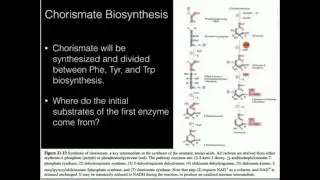 Chorismate, Phenylalanine, Tyrosine Biosynthesis