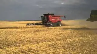 Harvest in Havre, Montana