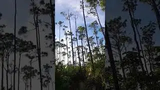Tall Pine Trees