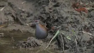 Baillon's crake, 小秧雞