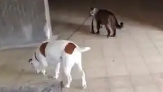 Distraction: Cat walks dog