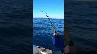 Currican Costero Atunes Listados que buenas jornadas se vienen#fishing #sportfishingcartagena #pesca