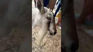 Goat Closeup