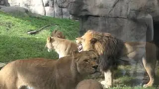 OREGON ZOO - PORTLAND - OCTOBER 2020 (COVID19 HALLOWEEN EDITION)