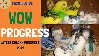 Latest Colony Progress,Budgies colony progress 2021