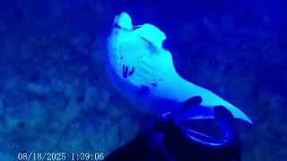 Manta Ray Night Swim - The Most Incredible Experience !