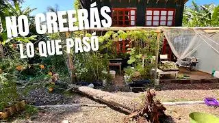 🌳 &iexcl;UN &Aacute;RBOL CAY&Oacute; SOBRE MI HUERTO! | Lo Que Pas&oacute; y Lo Que Aprend&iacute; (Vlog de Campo)