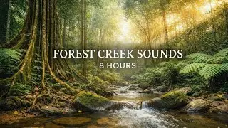 8 Hours of Forest Creek Sounds 🌿 Relaxing Nature Ambience for Focus, Calm & Stress Relief