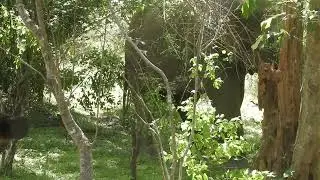 The wildest hotel in Sri Lanka!  This video shows the wild jungle at Tree Tops Jungle Lodge