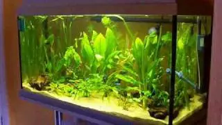 95 Litre (25 Gallon) Planted Community Tropical Freshwater Tank