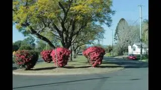 Manicured Bougainvillea Shrubs