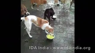 Lunchtime@ida