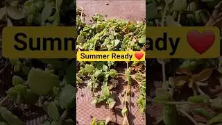Is tarah repot karo Tangled Heart Plant |#shorts#youtubeshorts