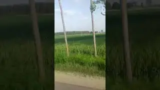 Punjab farming