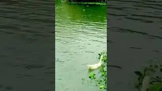 Relaxing Sound of Nature - Ducks & Swans swimming, quacking, eating on lake