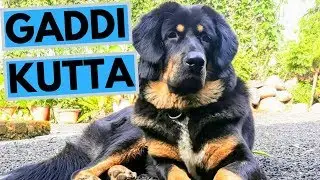 Gaddi Kutta - Himalayan Sheepdog - Facts and Information