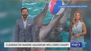 Clearwater Marine Aquarium welcomes new dolphin