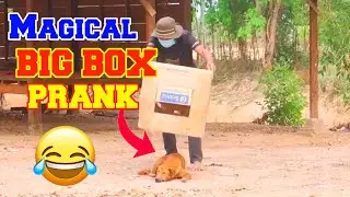 Magical BIG BOX Prank Sleeping Dog | Funny Dog Video