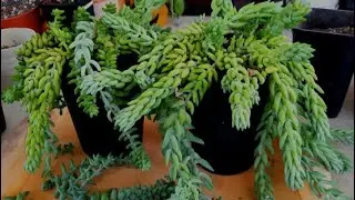 How do I propagate my burro's and donkey's tail