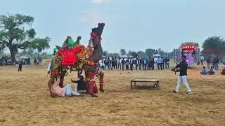 Treditional Camel Dance in Desert with latest song 2025 | Videshi Audience Special