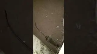 pet roof rat