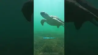 🧐 5 Unique Facts About Sea Turtles! 5 Will Shock You! #wildlife #seaturtles #oceanlife #animalfacts