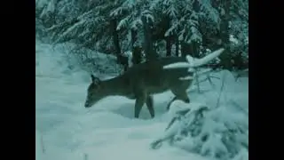 All the Deer