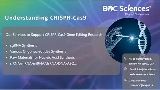 Understanding CRISPR-Cas9 - CRISPR Explained - What is CRISPR? - BOC Sciences