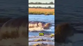 Hippo Charges 3 Lions To Protect Its Territory