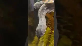 Meet the Indonesian &ldquo;snake neck turtle￼&rdquo; 😱