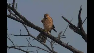 Beauty of sultanpur national park | slideshow 