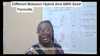 DIFFERENCE BETWEEN HYBRID AND GMO SEED 