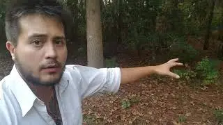 Go Heal Yourself: New #FoodForest Project! Update and Tour