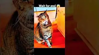 NPC Cat Behavior 💀#shorts #cats #npc #behavior #meme