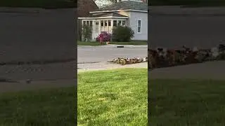 Off leash chihuahua, NO RECALL!! Doesn&rsquo;t listen!