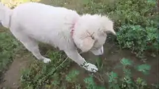 POMERANIAN PUPPY FREE ADOPTION II ARMY BROTHER'S