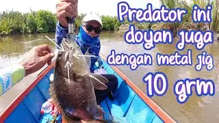 PREDATOR INI DOYAN JUGA DENGAN METAL JIG 10 GRM