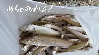 アタリが止まらない初夏のキス釣り！＠釣りに行こうか
