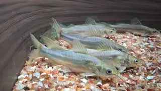 Striped Dwarf Catfish In AQUAWORLD ( Fish Exhibiton ) Kanyakumari