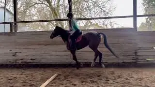 Celestial Music- 11 y.o. 16 hand Thoroughbred mare 