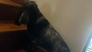 MY FURBABY CAN'T EAT OR WALK BECAUSE IT'S RAINY