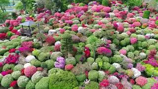 大桑原つつじ園