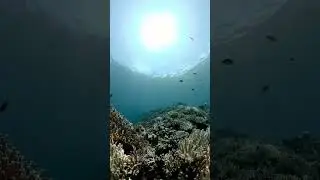 Philippine Coral Safari: A Close Encounter with Marine Majesty 🌴🦈 #CoralSafari #MarineMajesty