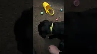 Rusty&rsquo;s first Easter egg hunt.