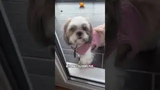 POV : tu trouves un chien perdu et tu finis par passer la soirée avec lui 🥹