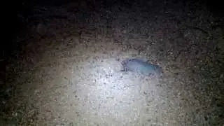 Aphaenogaster (Novomessor) cockerelli at night