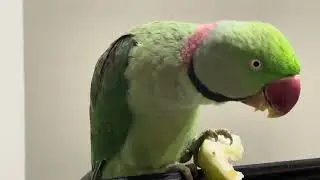 #talkingparrot#parrottalk#parrotspeaking#talkingbird#funnyparrot#parrotlife#parrotlover