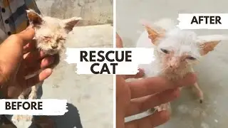 Rescue Cat ||| Before After result || #birds #pets #shehrmaindihat #pigeons #pigeonvlogs